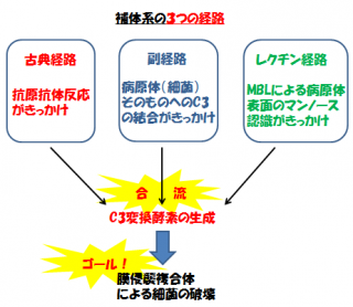 補体の機能と働きは？