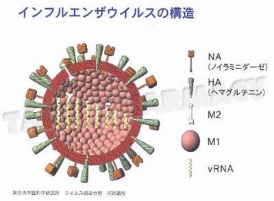 influenza-virus2